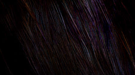 background with bird basant feathers.の写真素材