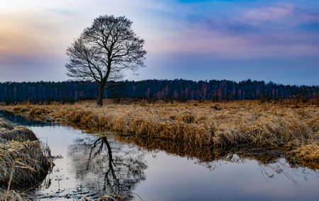 swamp landscape, river and reeds before sunset