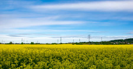 large field of yellow blooming rape with high voltage linesの写真素材