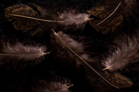 bird feather on a black backgroundの写真素材