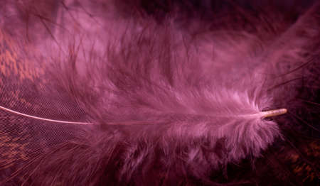 bird feather on a black background