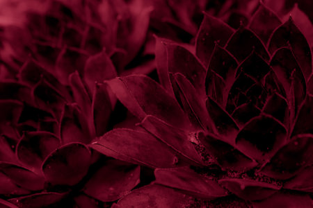 red plants rockery backgroundの写真素材