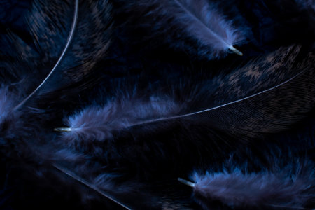 bird feather on a black background