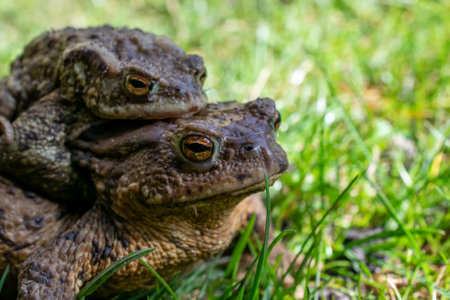 mating toads in spring, a pair of male and female toads on the grass