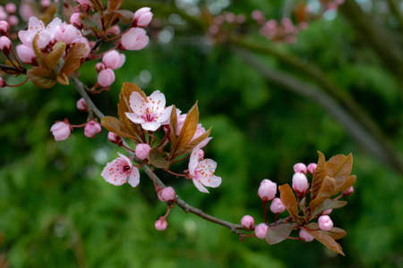 Blooming Japanese cherry tree. cherry Chinese tree