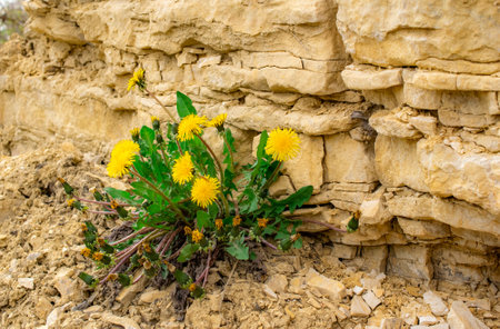 dandelion growing in a quarry on the wall