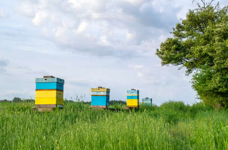 hives on the meadow in springの写真素材