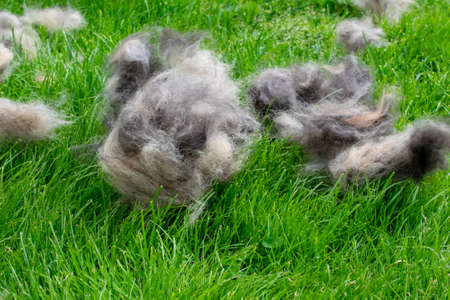 dog hair puffs after brushing