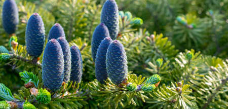flowering spruce cone, silver spruceの写真素材