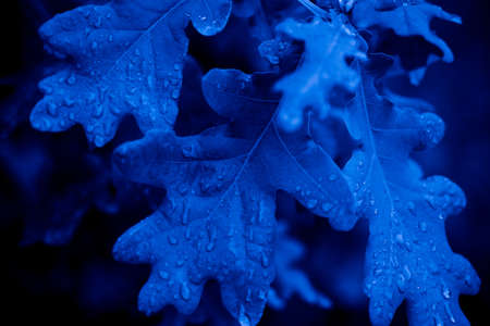 tree leaves in blue lightの写真素材