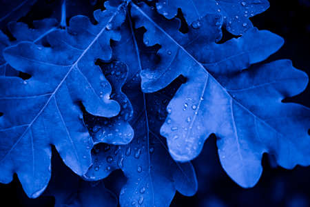 tree leaves in blue lightの写真素材