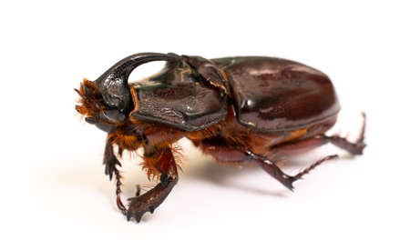 beetle on a white background. Rhino rhinocerosの写真素材
