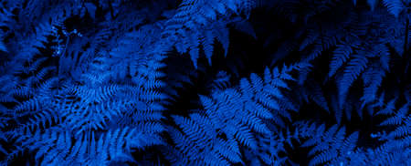 forest fern leaves in blue lightの写真素材
