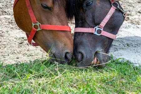 horse head, close encounter with the horseの写真素材