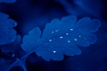 tree leaves in blue light