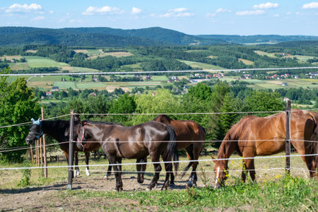 horse in the pasture overlooking the mountainsの写真素材