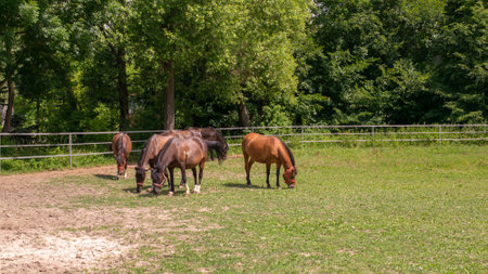 grazing horses on a sunny day