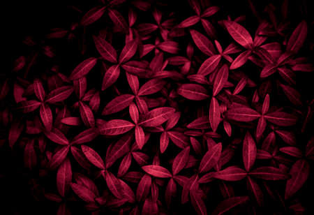 background of tiny redleaves
