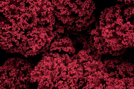 kale leaves of cabbage on a backgroundの写真素材