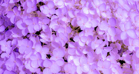 hydrangea flowers close-up on background