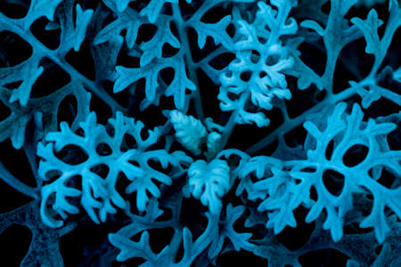 background of tiny blue leavesの写真素材