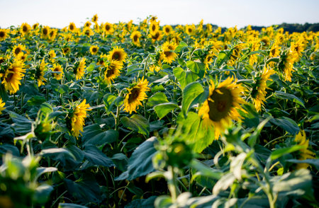 blooming sunflowers against the sky