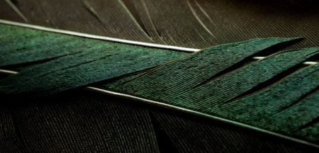 bird magpie feather, green backgroundの写真素材