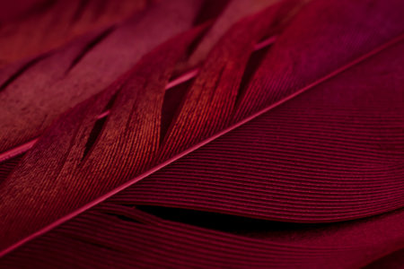 bird magpies feather, red backgroundの写真素材