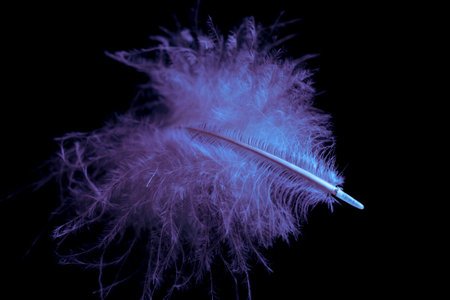 bird pen falling in the darkの写真素材