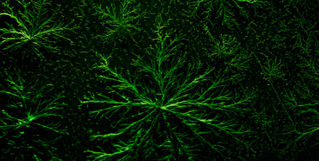 chemical flowers from crystals, nature patternsの写真素材