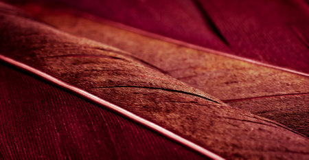 bird magpies feather, red backgroundの写真素材