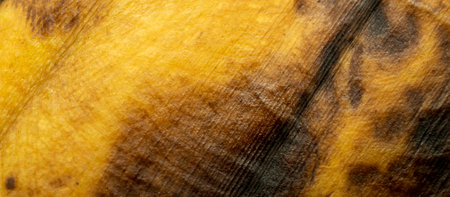ripe banana peel. background or textureの写真素材