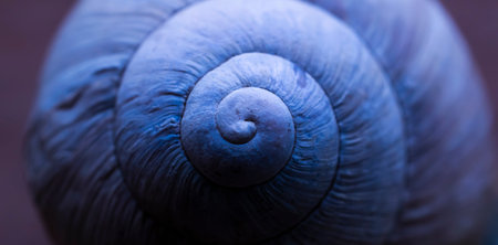 snail shell, abstract macro photoの写真素材