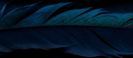 bird magpies feather, blue backgroundの写真素材