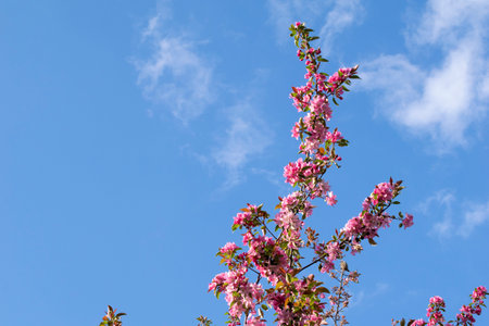blooming paradise apple tree on a clear day