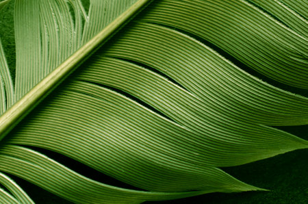 carrier pigeon feather. macro photo