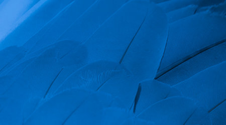 blue feather pigeon macro photo. texture or backgroundの写真素材