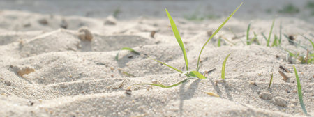 Sand on the beach, macro shotsの写真素材