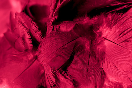 red feather pigeon macro photo. texture or backgroundの写真素材