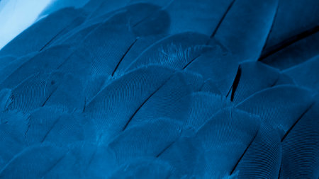 blue feather pigeon macro photo. texture or backgroundの写真素材