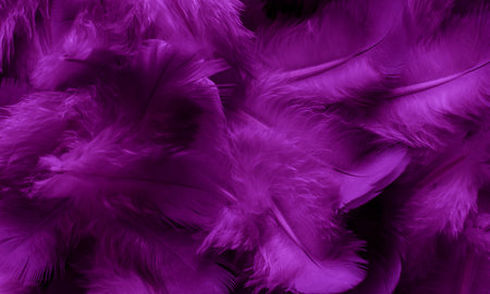 violet feather pigeon macro photo. texture or backgroundの写真素材