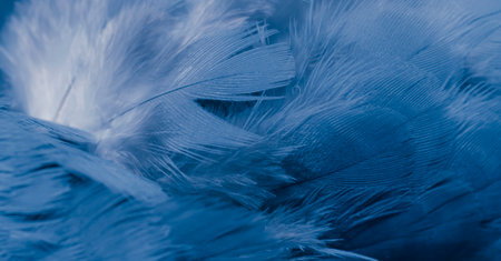 blue feather pigeon macro photo. texture or backgroundの写真素材