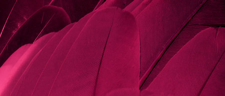 red feather pigeon macro photo. texture or backgroundの写真素材