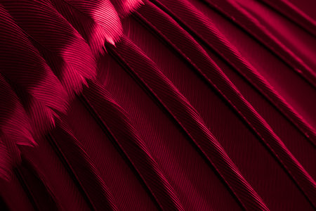 feather tit macro photo. texture or backgroundの写真素材