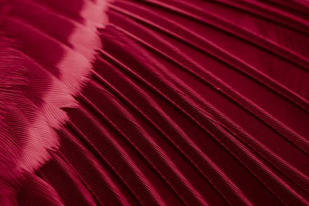 feather tit macro photo. texture or background