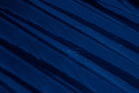 feather pigeon macro photo. texture or backgroundの写真素材