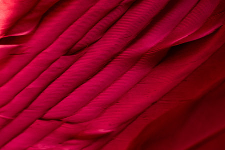 feather pigeon macro photo. texture or backgroundの写真素材