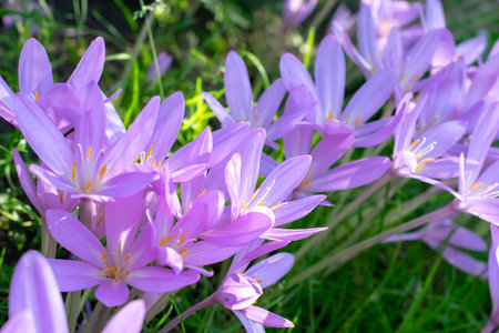 flowers in a summer garden in macro photosの写真素材