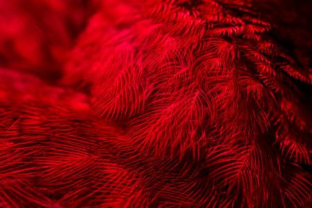 feather pigeon macro photo. texture or backgroundの写真素材