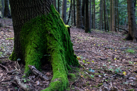 forest from the inside, trees and trunks